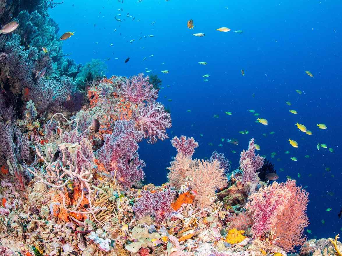 Menjangan Island Snorkeling: Marine National Park, Coral Reef Wall & Turtle Haven